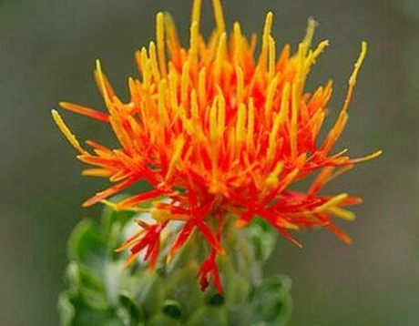safflower-herbal vitae.jpeg
